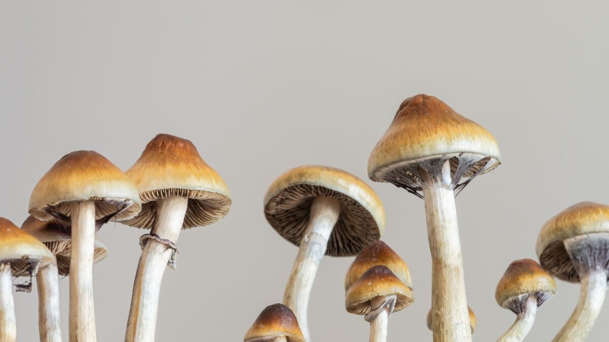 Scientists Pump the Brakes on Psychedelic Antidepressant Hype
