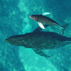 How scientists are using facial-recognition AI to track humpback whales