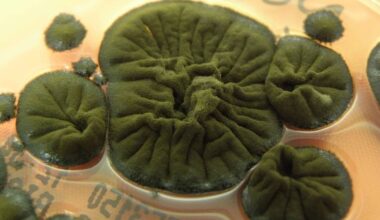 Chernobyl Fungus Seems to Have Evolved an Incredible Ability : ScienceAlert