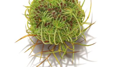 a green ball of moss by David Morrison