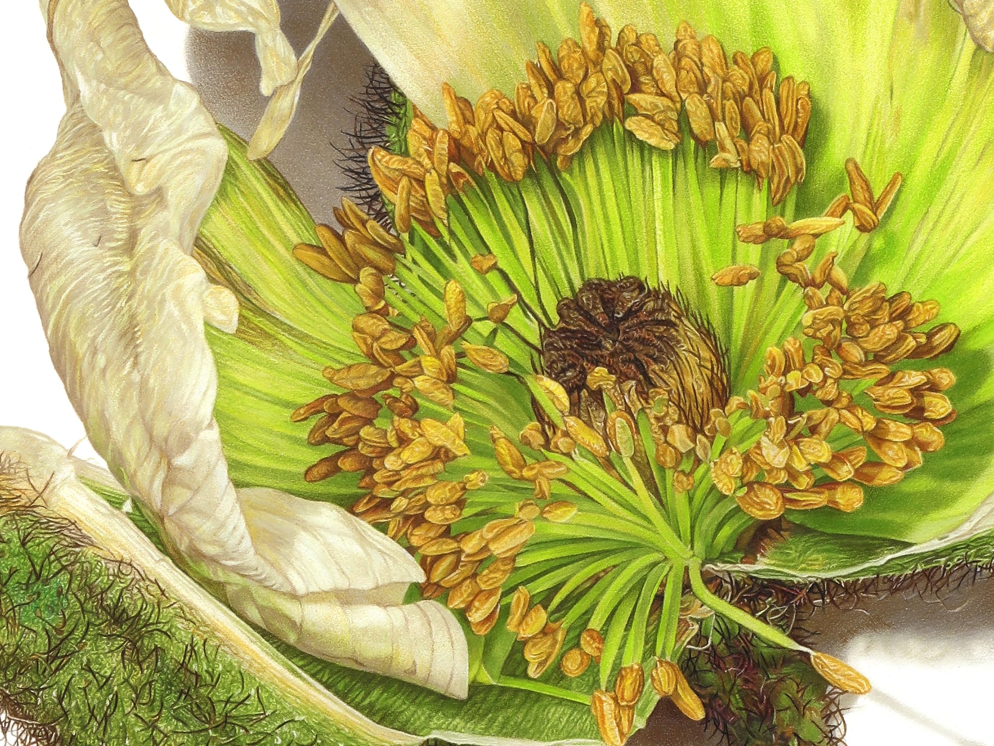 a detail image of a green and white flower by David Morrison