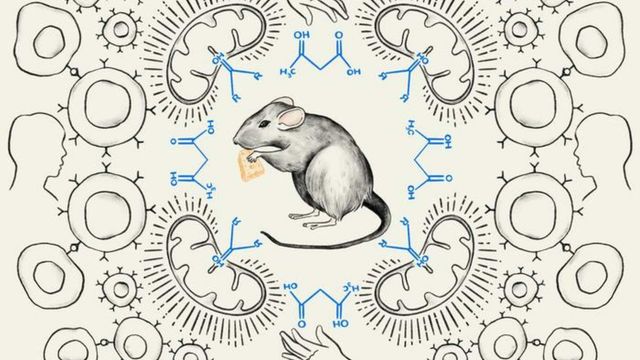 Ketone Fuel Strengthens CAR T Cell Cancer Therapy