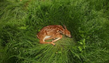 ‘Rescuing’ baby animals may amount to kidnapping