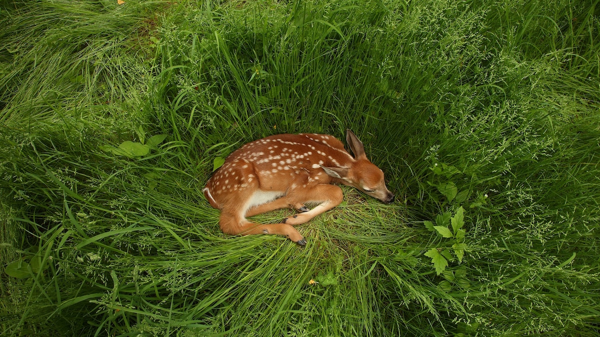 ‘Rescuing’ baby animals may amount to kidnapping