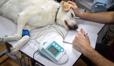 New bacterium discovered in U.S. dogs is transmitted by ticks