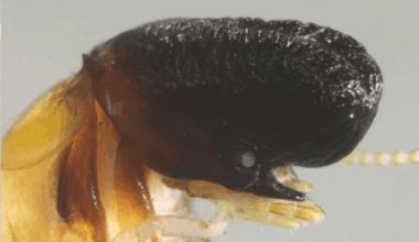 Newly Discovered Species In South America Stuns Experts With Whale Like Features