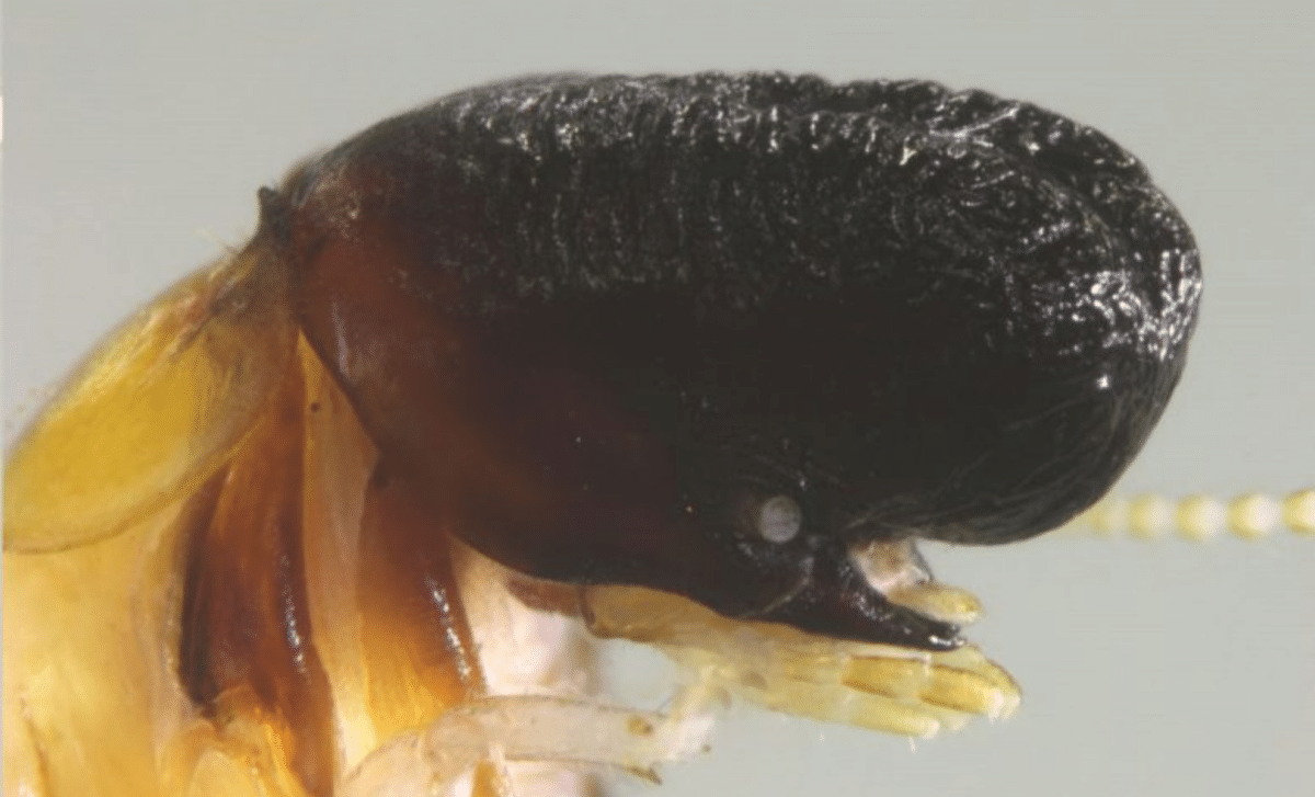 Newly Discovered Species In South America Stuns Experts With Whale Like Features