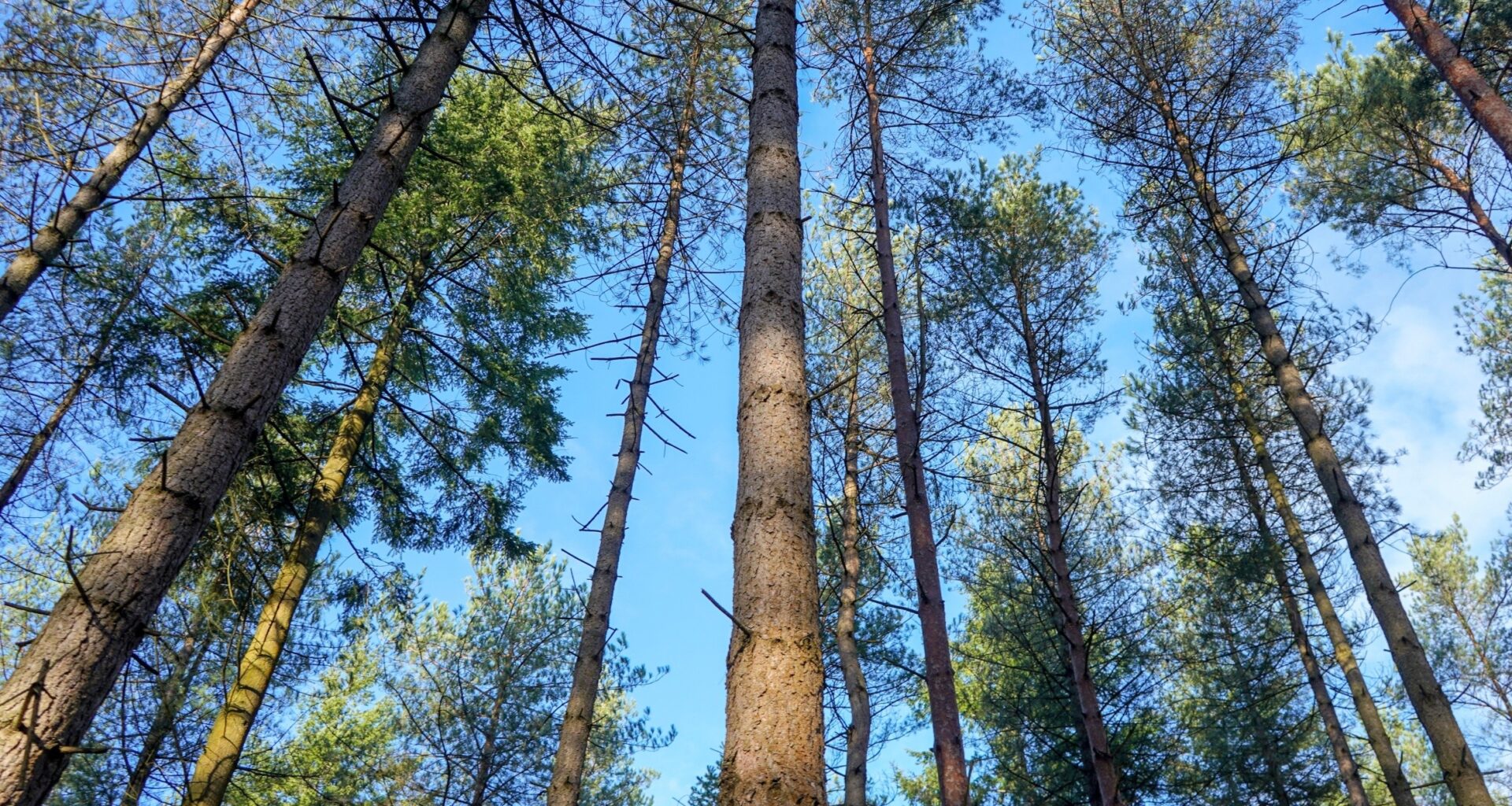 Old-growth forests hold far more carbon than managed forests