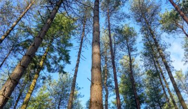 Old-growth forests hold far more carbon than managed forests