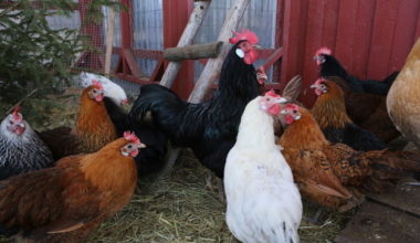 Poland’s €5 billion poultry industry is heavily tested by Animal Disease outbreaks