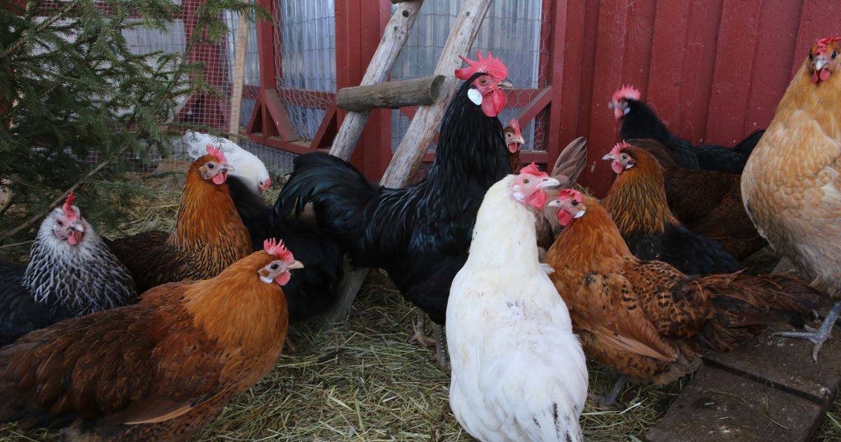 Poland’s €5 billion poultry industry is heavily tested by Animal Disease outbreaks