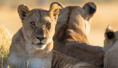 Cat spotlight: Magogo - BBC