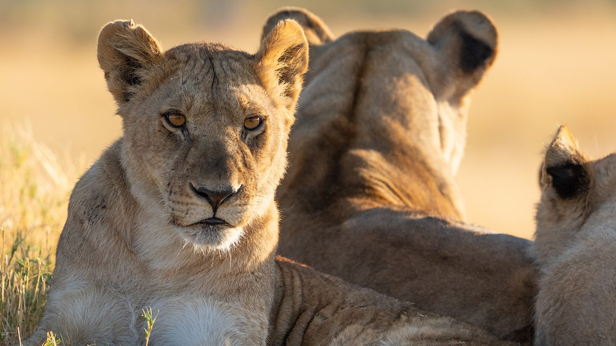 Cat spotlight: Magogo - BBC