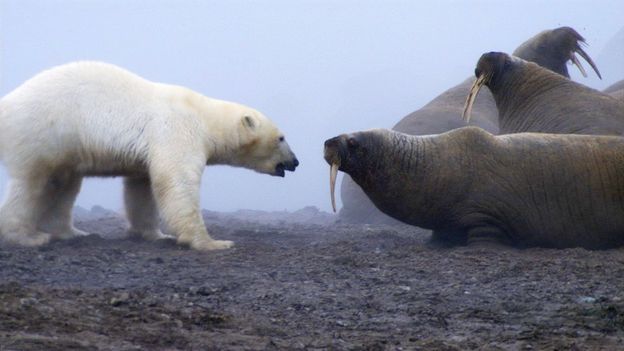 The moment one polar bear took on a walrus herd