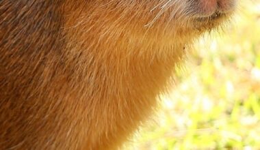 Rundown of Samba the capybara's movements since escape - BBC