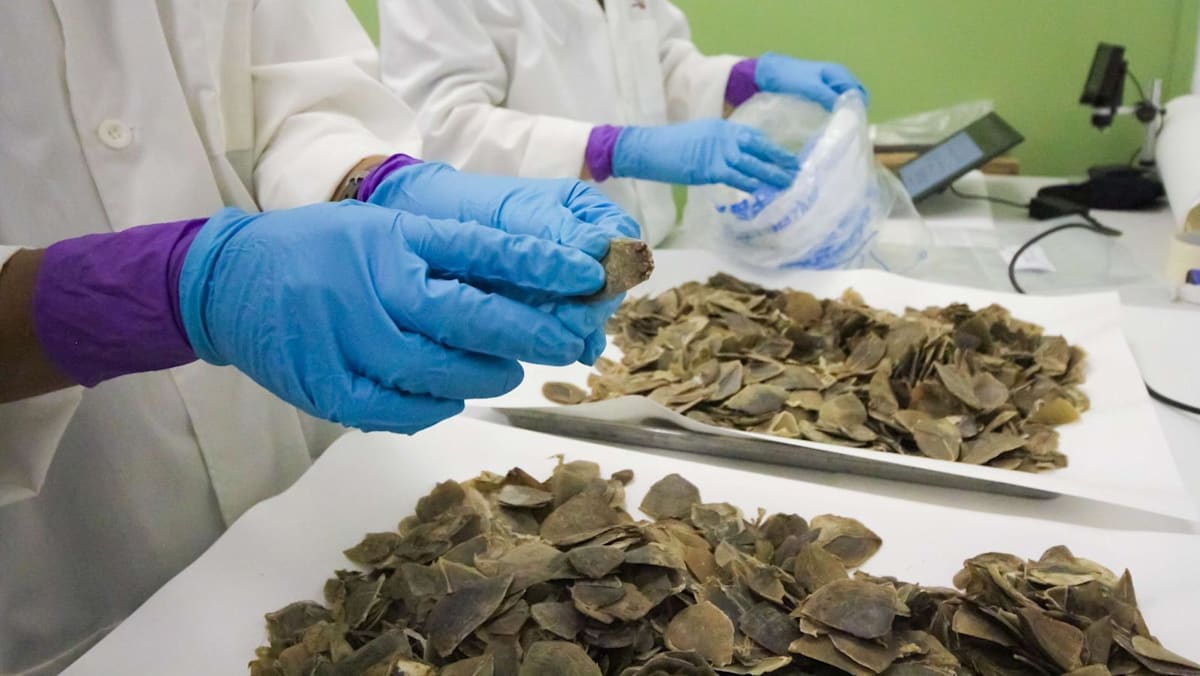 Singapore seizes record 830kg of Asian pangolin scales