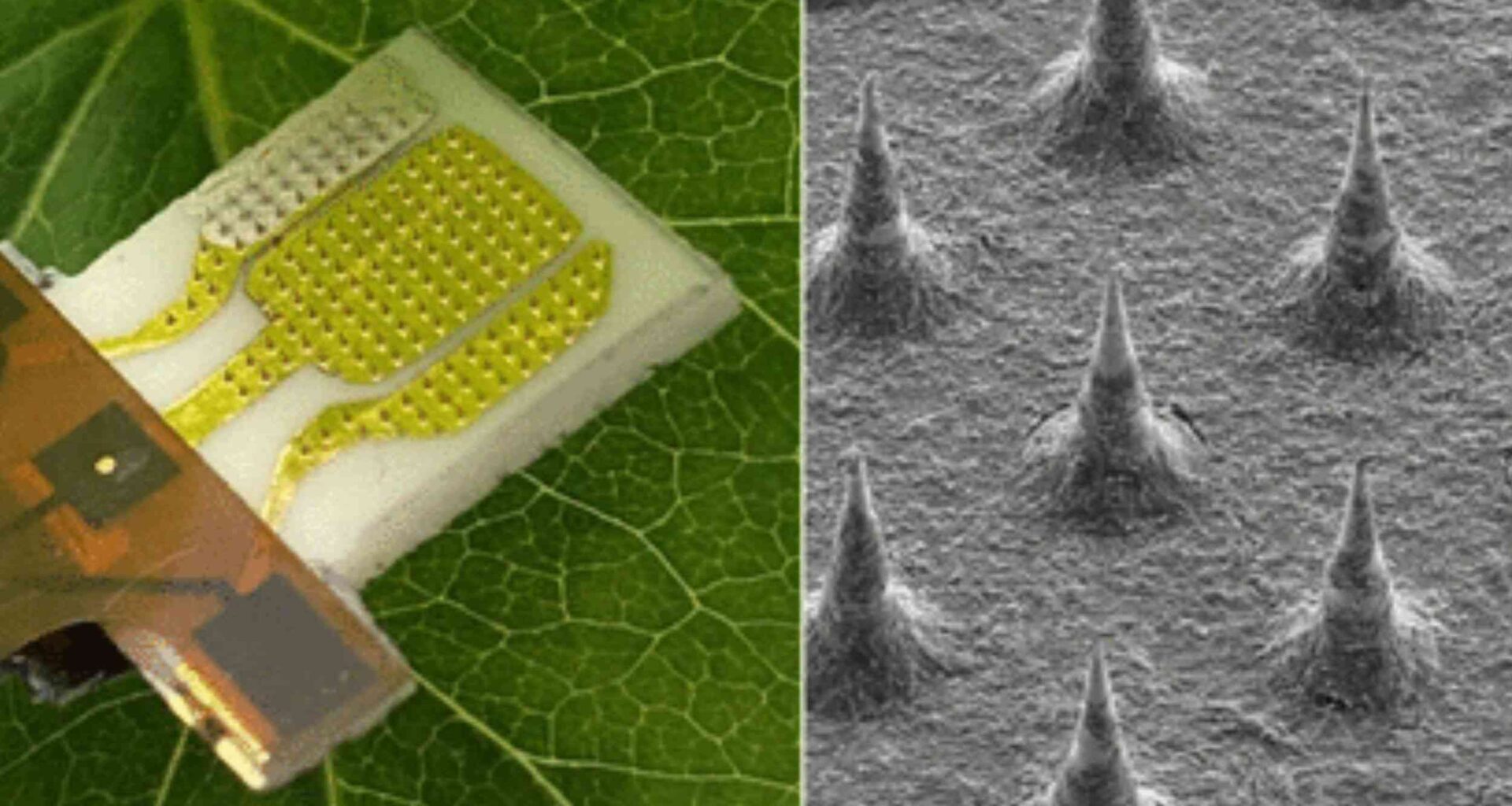 'Smart' flower bed detects plant stress before it’s visible