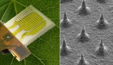 'Smart' flower bed detects plant stress before it’s visible