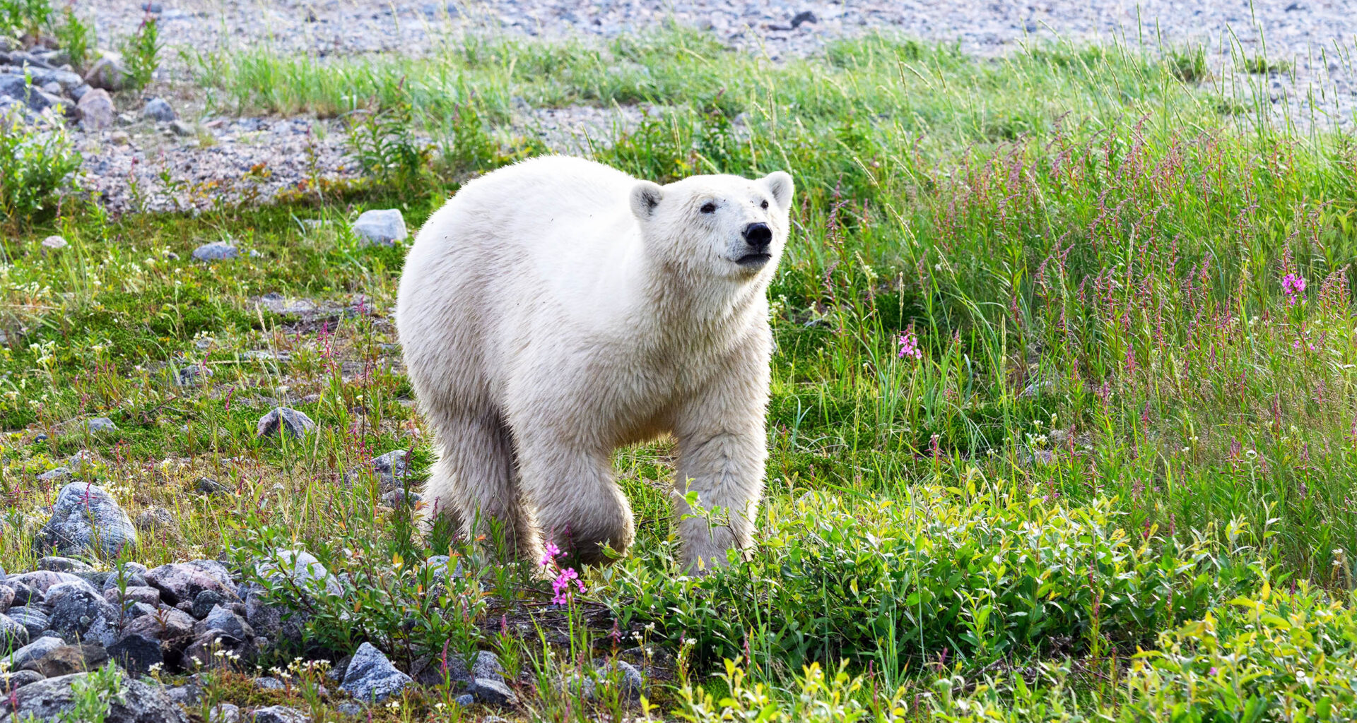 Scientists hope genetics will save polar bears from extinction