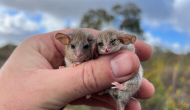 World’s smallest possum may live beyond its known range in Australia