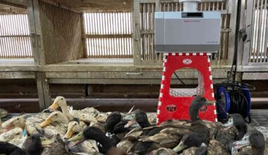 Long before detection in birds, poultry viruses build up in the air