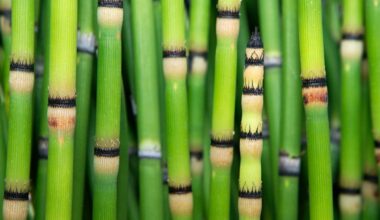 Prehistoric plant produces water that looks like it came from space