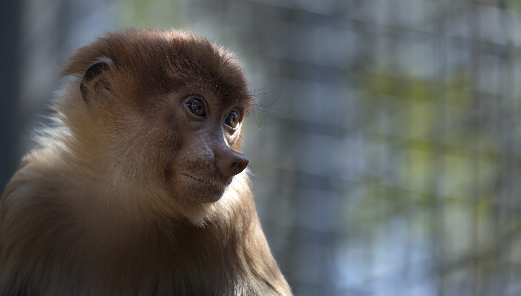 Proboscis monkey found in Thailand adds to evidence of cross-border illegal trade