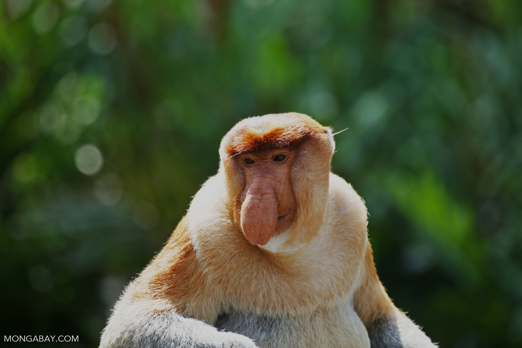A male proboscis monkey with its characteristic long nose. The species is classified as endangered and is already threatened by habitat destruction, wildfires and hunting.