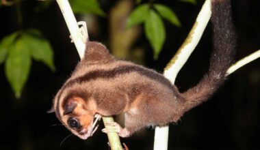 Weird-Looking Marsupial Found Alive After 6,000 Years of Alleged 'Extinction'