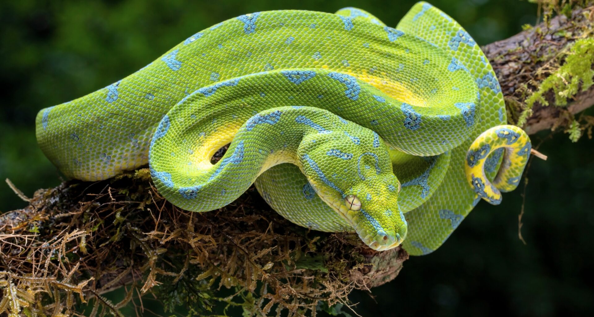 Python blood could be used to create safer weight-loss drugs