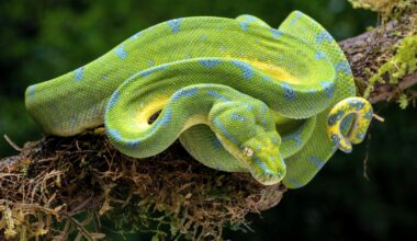 Python blood could be used to create safer weight-loss drugs