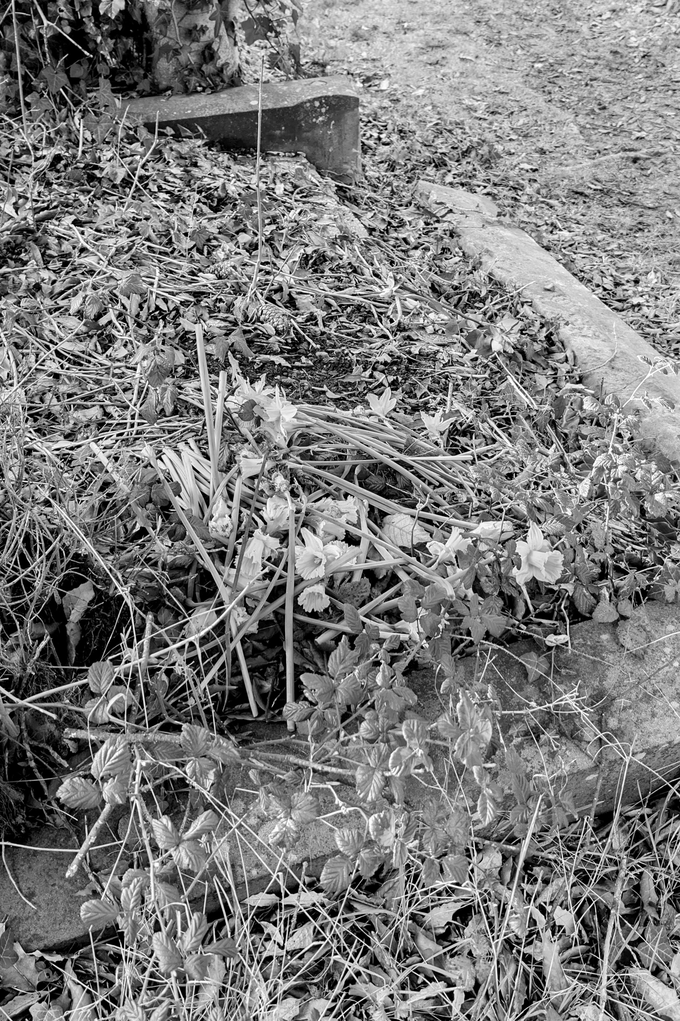 Leica Q3 Monochrom and Google Pixel 10 Pro XL comparison