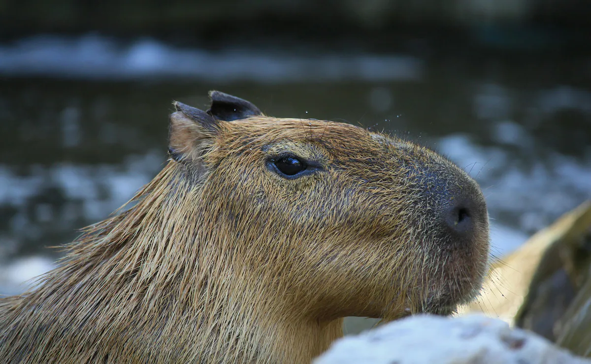 9-Month-Old Capybara On Run For More Than A Week After Escaping England Zoo