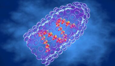 Computer illustration of the bullet-shaped rabies virus, a member of the Rhabdoviridae family. The virus has a protein coat or capsid (blue), which is made up of helically arranged subunits called capsomeres. Within the coat is the genetic material, which in this virus is single-stranded RNA. The rabies virus is transmitted to humans from an infected animal bite. Symptoms appear after an incubation period of 10 days to 1 year and include fever, breathing difficulties, muscle spasms, and hydrophobia.