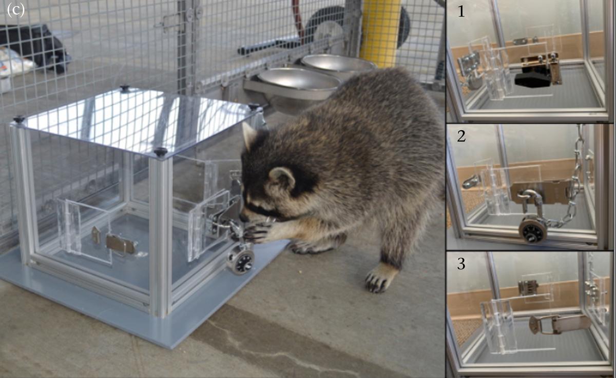 Raccoon interacting with puzzle box. The different ways into the box are shown on the right.