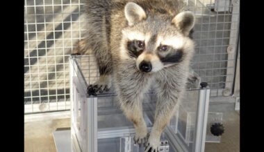 Raccoon interacting with puzzle box.