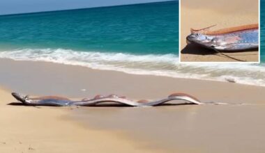 2 massive 'doomsday fish' wash up on beach in Mexico in rare sighting