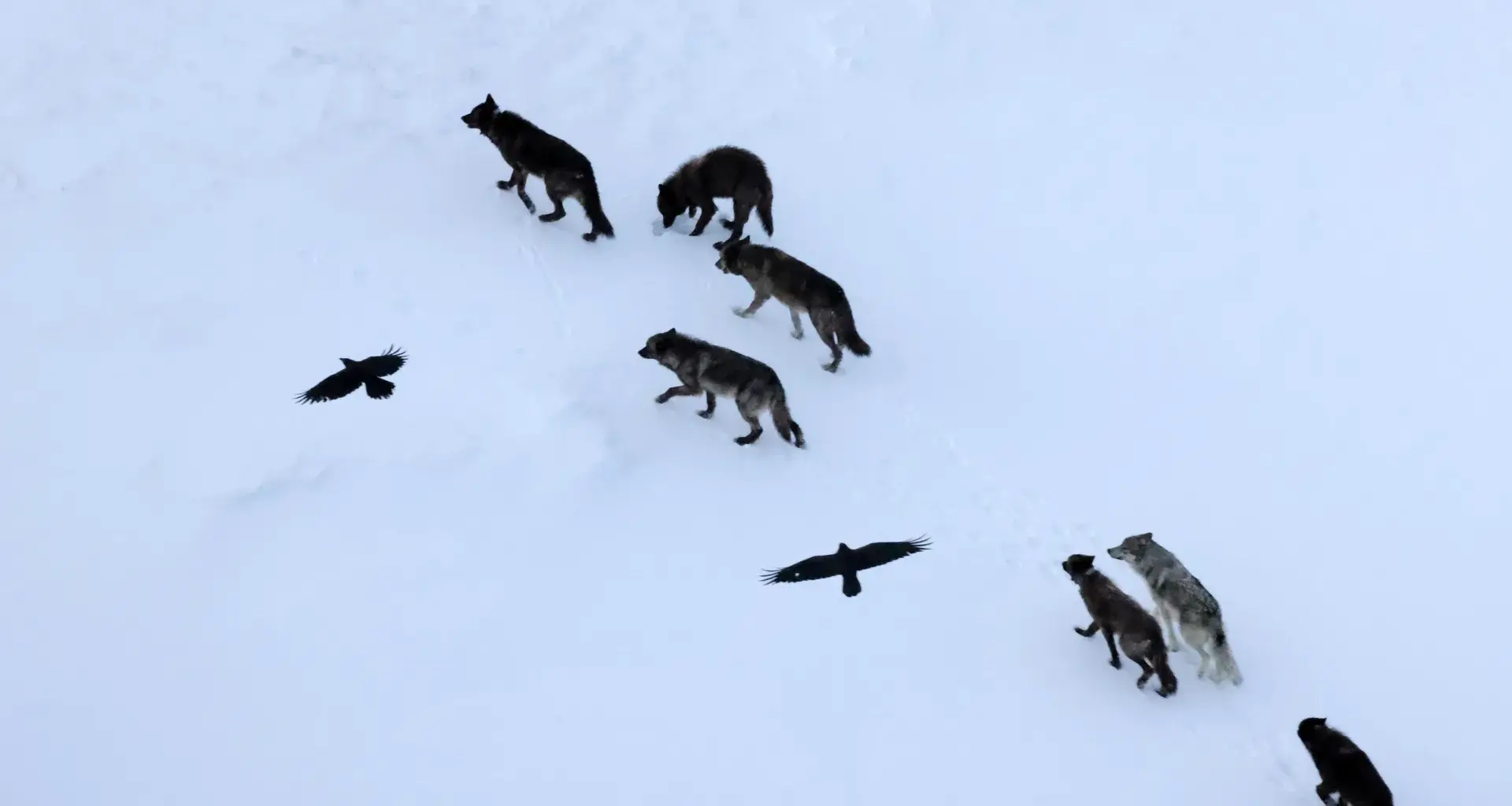 Scientists thought ravens followed wolves. They were wrong