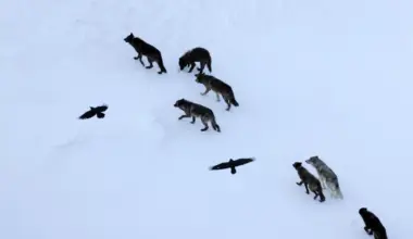 Scientists thought ravens followed wolves. They were wrong