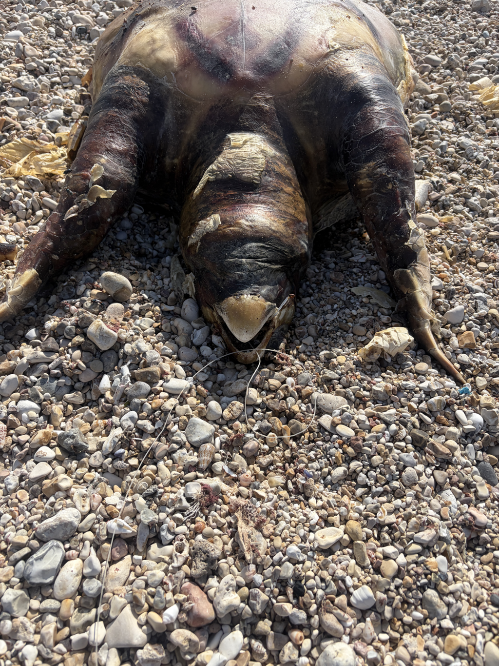 צב הים החום המת שאותר בחוף אכזיב, עם קרס וחוט דיג בפיו