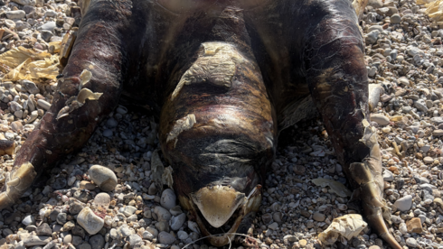 Two dead sea turtles found in northern Israel marine reserve entangled in fishing gea