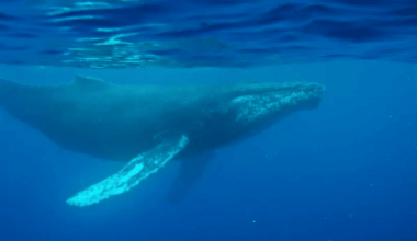Scientists Discover Oldest Whale Song Recording That Could Change Ocean Science Forever