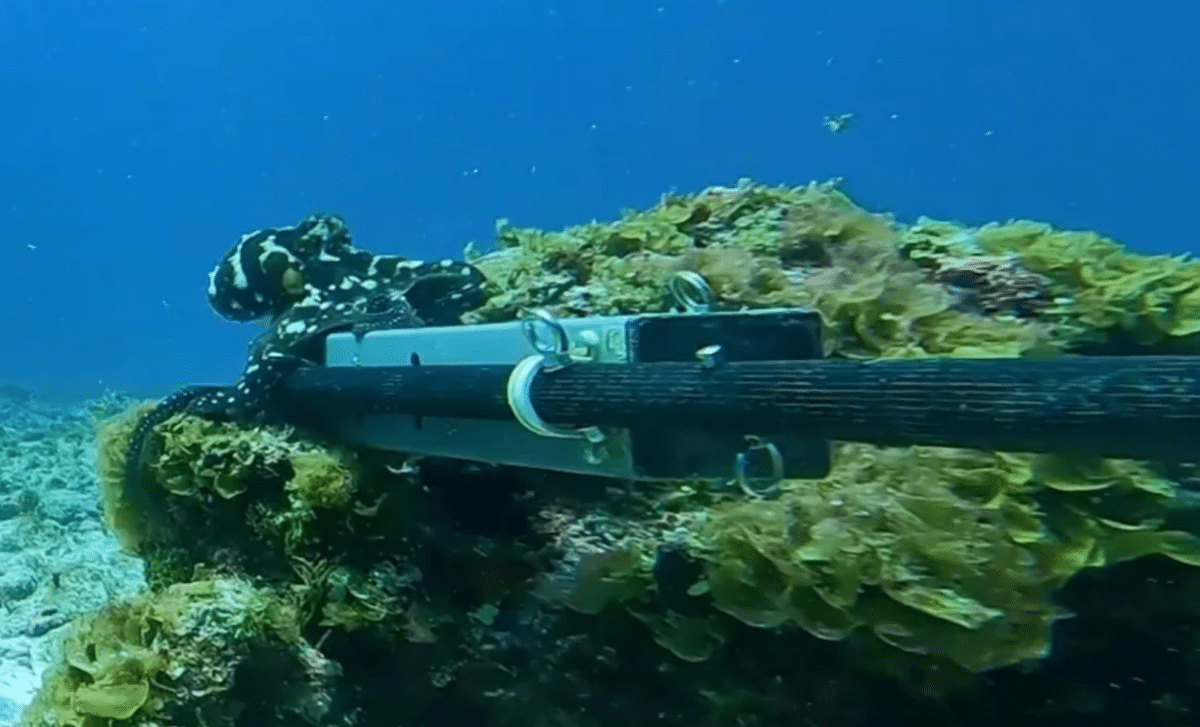 Scientists Dropped A Baited Camera Into The Pacific Seabed And Saw Something No One Expected