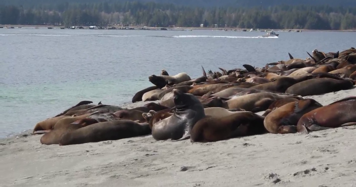Hundreds of sea lions have taken over a Vancouver Island beach - BC