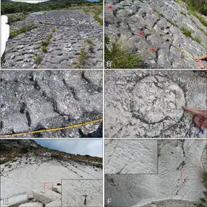 Several different viewpoints showing the sea turtle fossil prints at the Monte Cònero anticline. Credit: ScienceDirect