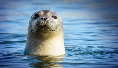 Seals and sea lions shed light on the evolution of talking