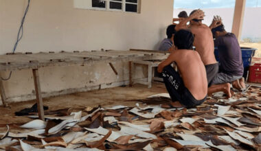 People being arrested in shark fin operation