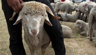 Shepherd detained for letting flock graze outdoors despite pox measures