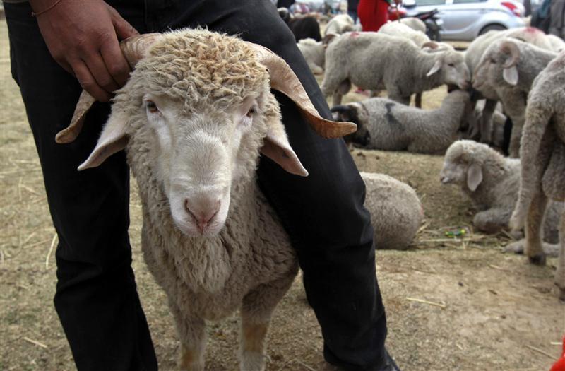 Shepherd detained for letting flock graze outdoors despite pox measures