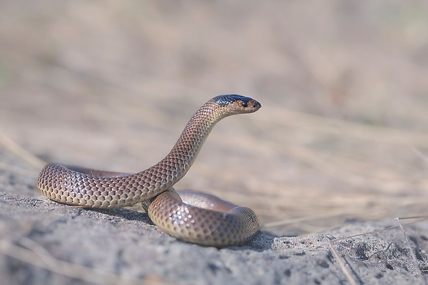 Little whip snake.